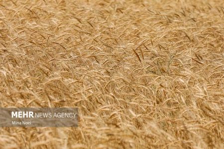 خرید بیش از ۵۲۲ هزار تن گندم از کشاورزان لرستانی - خبرگزاری مهر | اخبار ایران و جهان