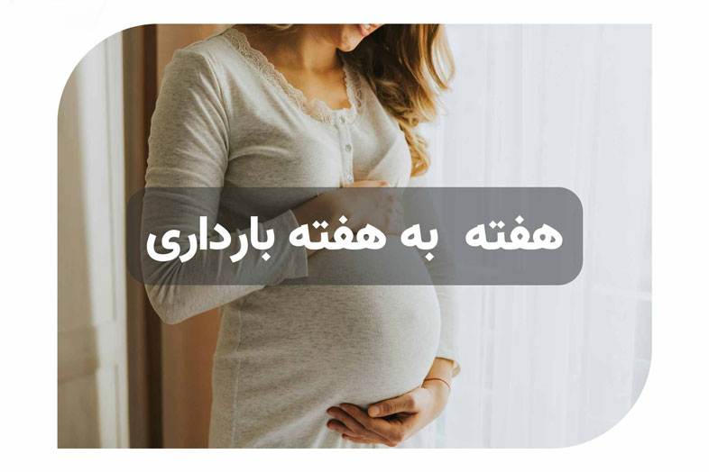 تقویم بارداری + هفته به هفته بارداری 