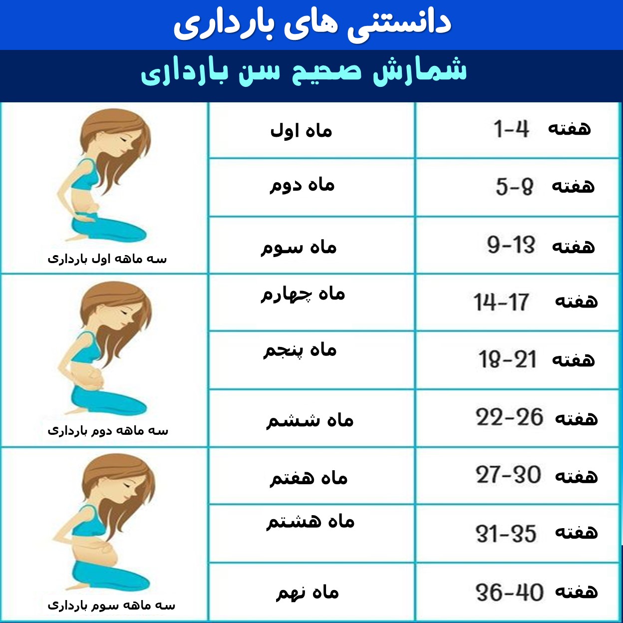 تقویم بارداری + هفته به هفته بارداری 