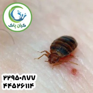 سم پاشی ساس با گاز روشی مؤثر برای خلاص شدن از دست مزاحمان خانگی