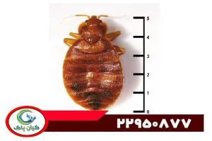 سم پاشی ساس با گاز روشی مؤثر برای خلاص شدن از دست مزاحمان خانگی