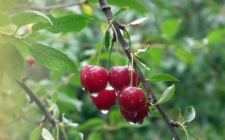کشاورزی خرید سرکه چوب
