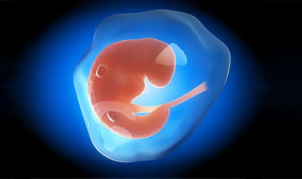عکس جنین یک ماهه در شکم مادر