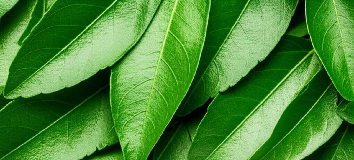 خواص | سلامتی خواص برگ سنا: فواید، مضرات و کاربردها برای سلامتی