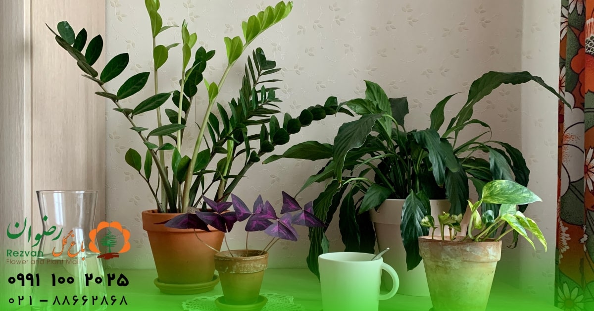 گیاهان مناسب برای کافی‌شاپ | بهترین انتخاب‌ها برای فضایی گرم، سبز و دلنشین