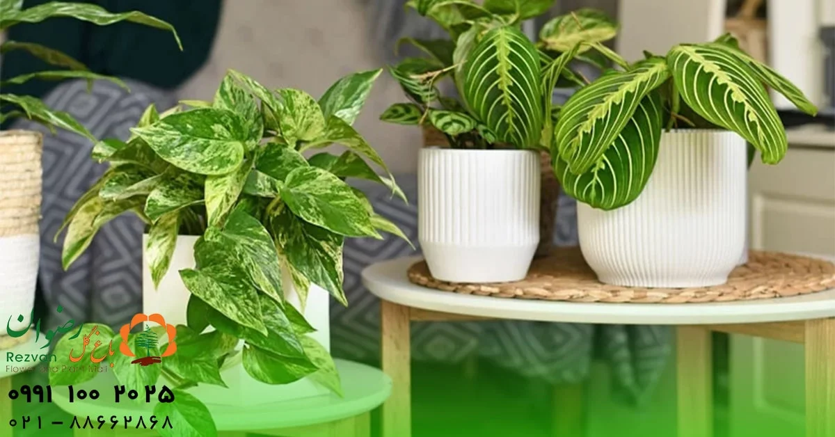 گیاهان مناسب برای کافی‌شاپ | بهترین انتخاب‌ها برای فضایی گرم، سبز و دلنشین